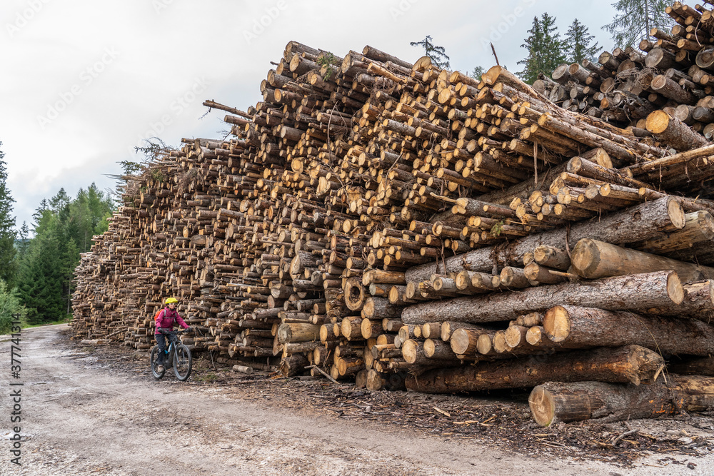 woman on mountain bike passing a huge stack of Pine wood in the Dolomites Alps, South Tirol, Italy