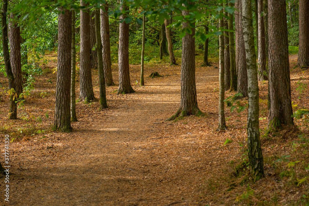 walking path through a forest at fall. walking path through a forest at fall.