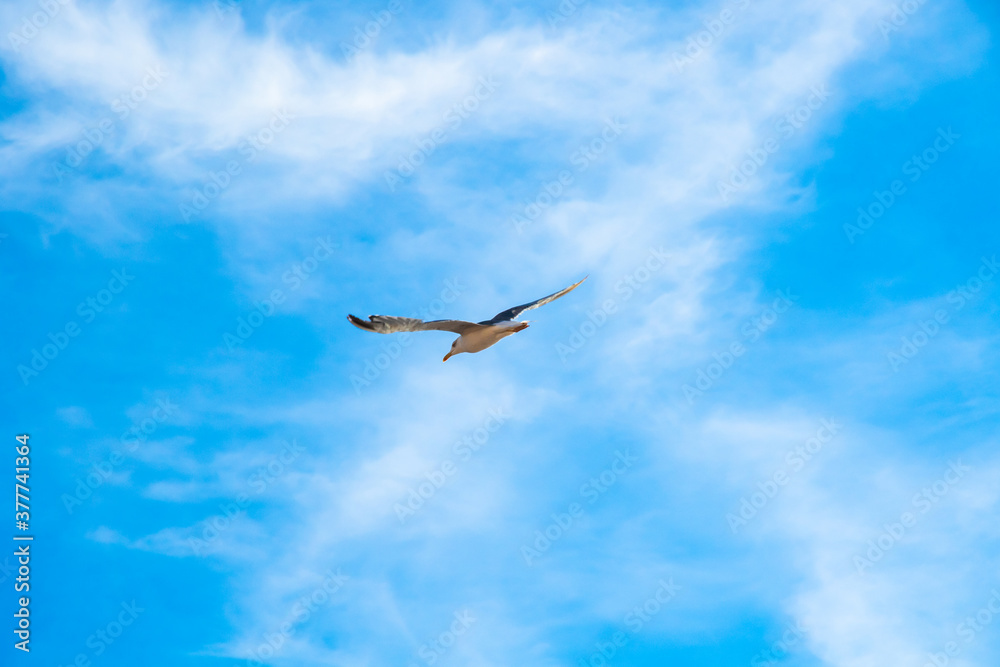 Fototapeta premium Beautiful seagull in flight over the adriatic ocean in sunny weather