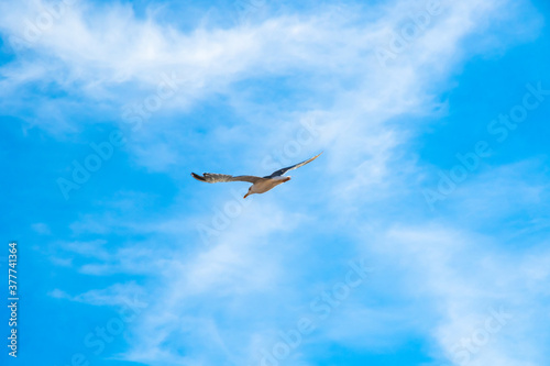 Beautiful seagull in flight over the adriatic ocean in sunny weather