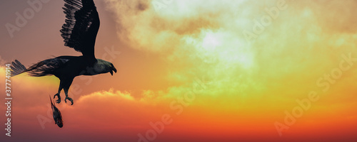 Eagle flying in the clouds at dawn
