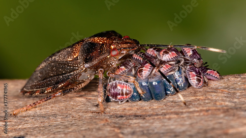 Stink bug of the Genus Antiteuchus protecting eggs with selective focus photo