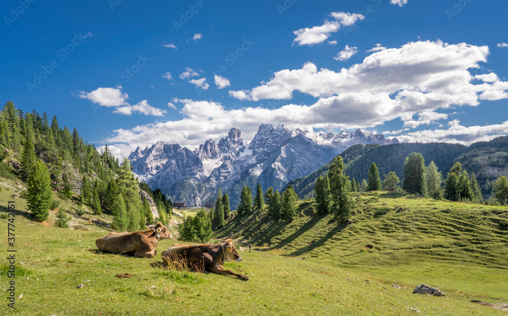 cows on the mountain pasture of Prato Piazza in the three peaks National Park in the Sexten Dolomites, south Tirol, Italy