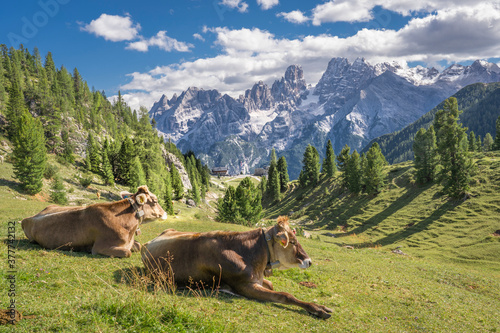cows on the mountain pastur...