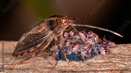 Stink bug of the Genus Antiteuchus protecting eggs with selective focus photo