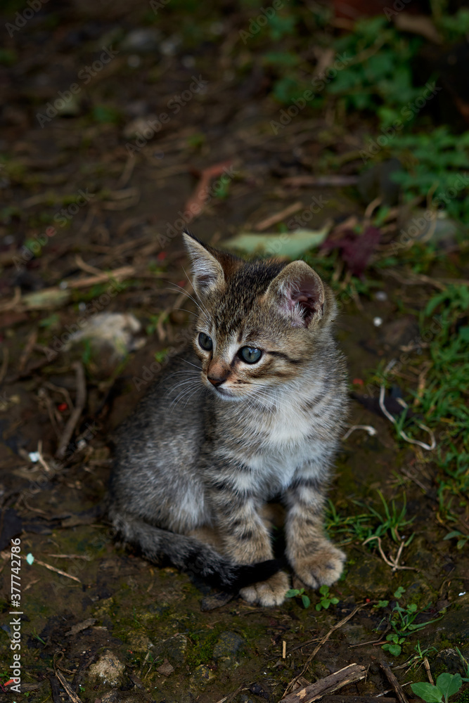 cat in a dirt yard
