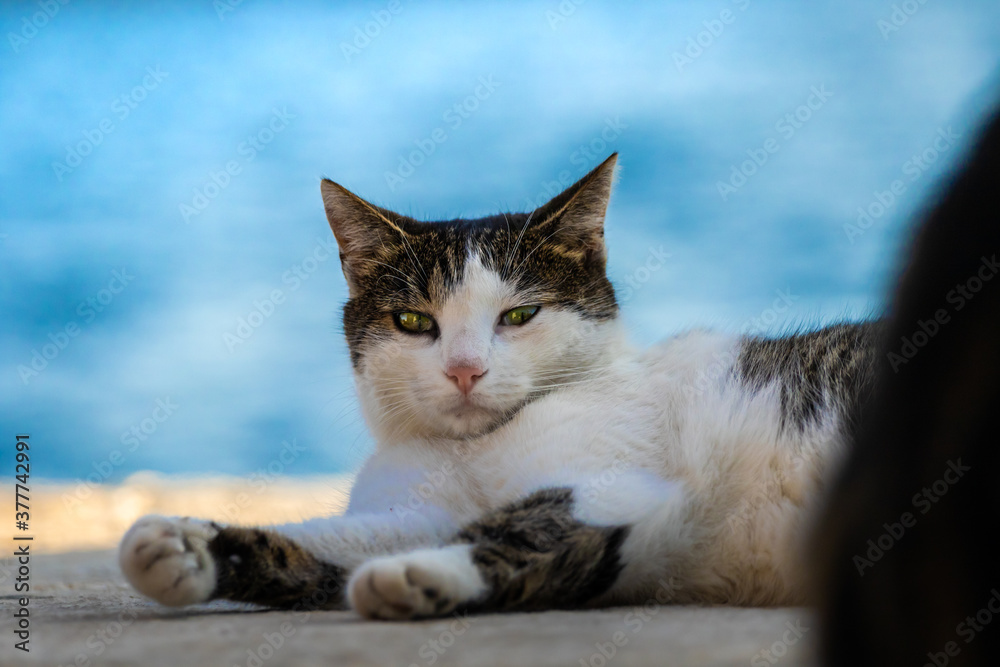Cool cat is resting after a meal with a bird on the pier against the background of the sea