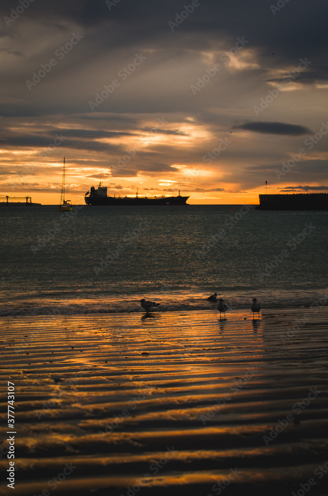 sunrise on the coast, native birds on the horizon to the port