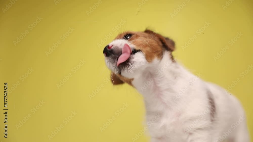 small jack russell terrier dog licking the screen in front of him and