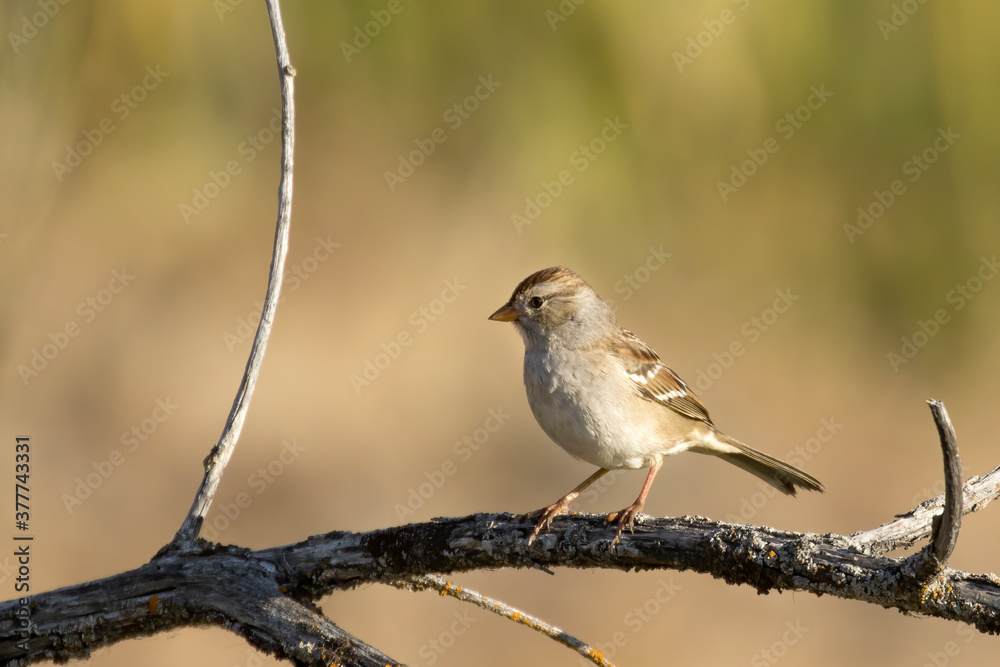 Side view of young white crowned sparrow. Side view of young white crowned sparrow.