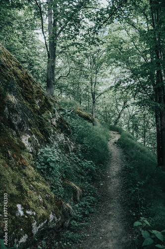 path in the woods