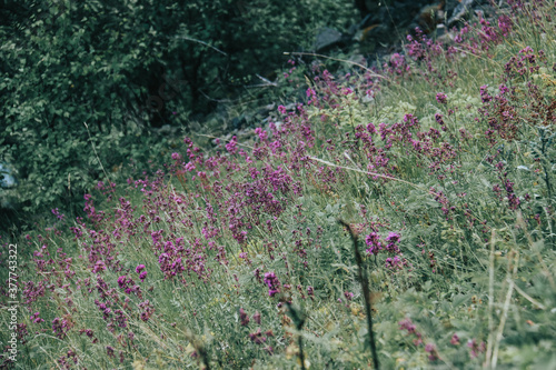 field of flowers