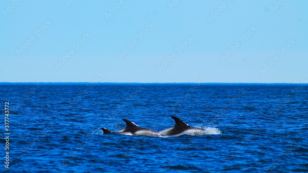 Fototapeta premium Dolphin family in the arctic ocean