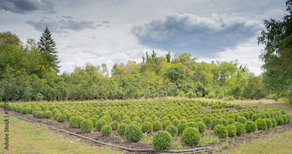 evergreen boxwood buxus sempervirens growing in rows. ornamental plants and shrubs for landscape design.