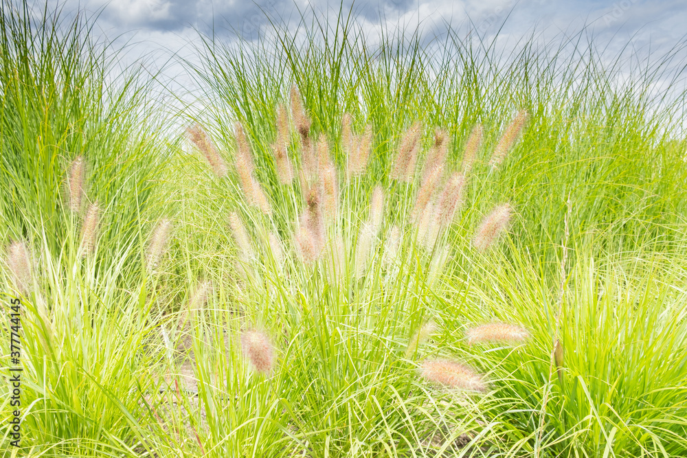 Pennisetum alopecuroides - ornamental grass, fountain grass, bright picture.