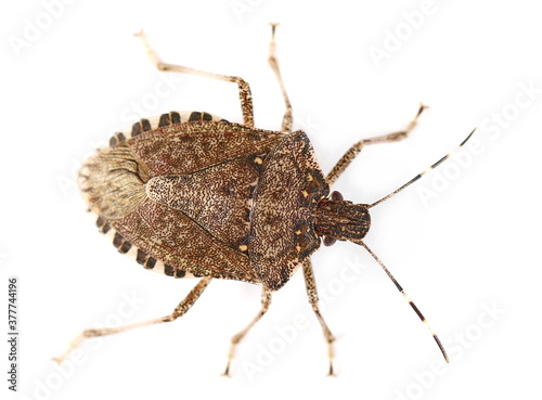Brown Marmorated Stink Bug isolated on white background, with clipping path (Halyomorpha halys)