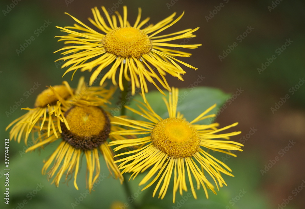 Background with wildflowers - Heartleaf Oxeye, Telekia speciosa Background with wildflowers - Heartleaf Oxeye, Telekia speciosa