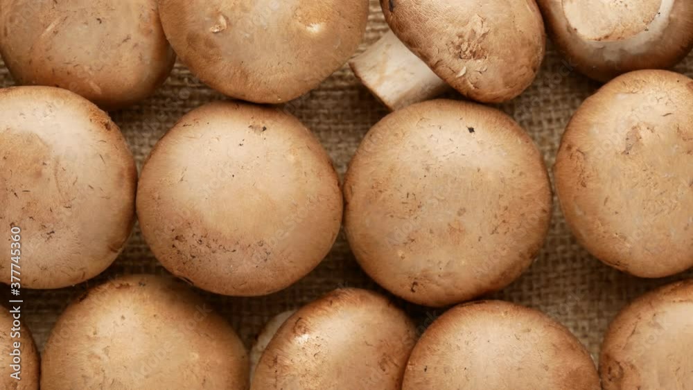 Mushrooms, dolly shot. Agaricus is a mushrooms. Mushrooms, dolly shot. Agaricus is a mushrooms.