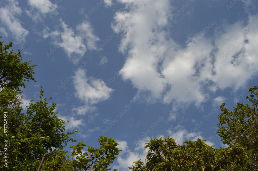 Tree on blue sky background. The sky above the trees in the forest Tree on blue sky background. The sky above the trees in the forest
