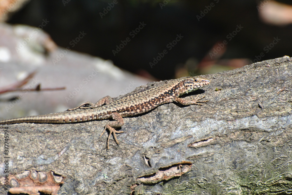 lizard on the stone lizard on the stone