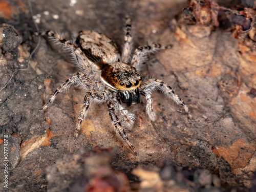 Gray Wall Jumping Spider of the species Menemerus bivittatus photo