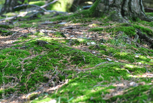 moss on the ground
