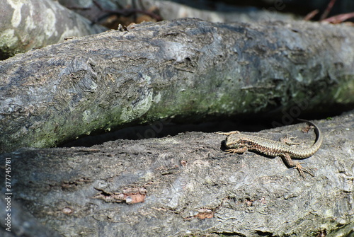 lizard on a stone