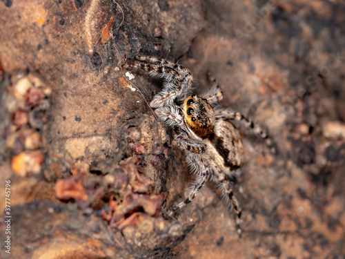 Gray Wall Jumping Spider of the species Menemerus bivittatus photo