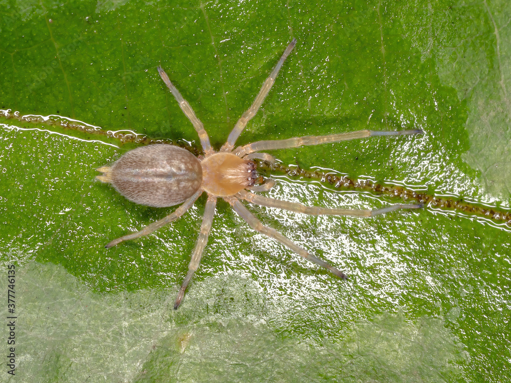 Brazilian Ghost Spider of the Family Anyphaenidae Stock Photo | Adobe Stock