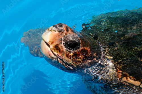 Sea Turtle's Head Surfaces from Water at Projeto Tamar near Salvador, Brazil..