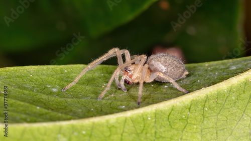 Brazilian Ghost Spider of the Family Anyphaenidae photo