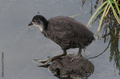 Coot juvenile