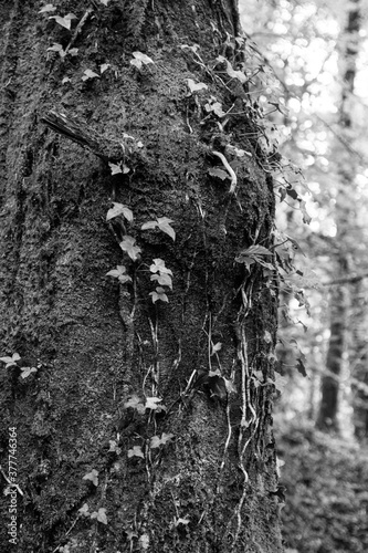 Black and White Tree photo