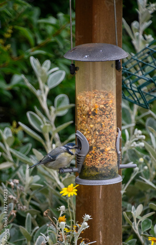 Blue tit feeding photo