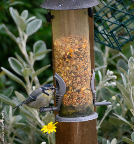 Blue tit feeding photo