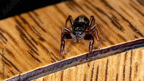 Brazilian jumping spider of the species Breda modesta photo