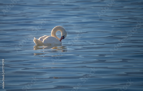 The unique elegance and beuty of swans on the shores of the swiss lakes, Rapperswil, St. Gallen, Switzerland photo