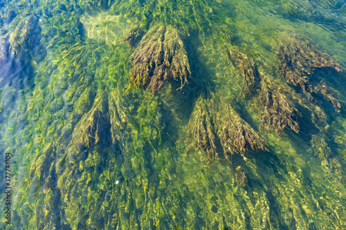 Foto Amazing underwater kelp forests under the crystalline waters of the Upper Zurich Lake (Obersee) along the Holzsteg, Rapperswil, St