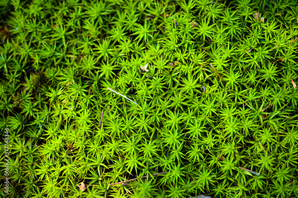 green moss background