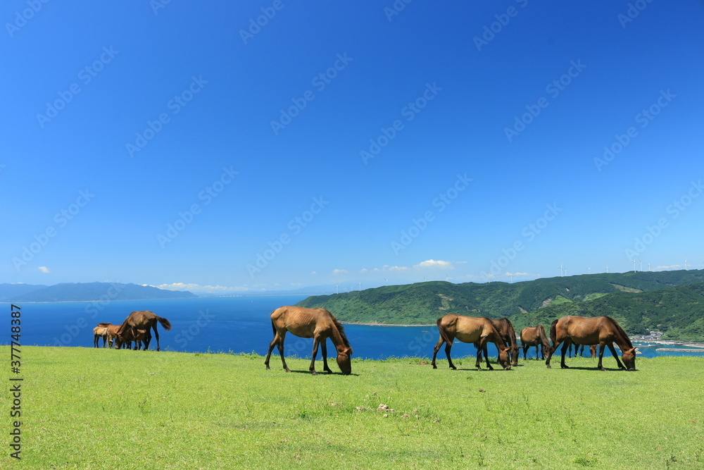 Fototapeta premium 都井岬の御崎馬