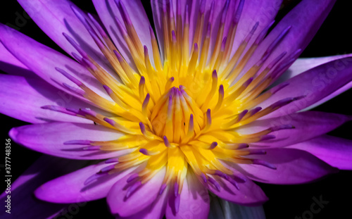 Purple lotus on water