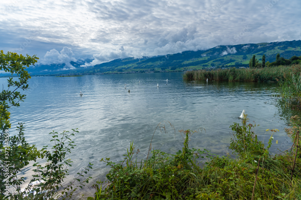 beautiful landscapes alomg the shores of the Upper Zurich Lake (Obersee), near Hurden, Seedam, Schwyz, Switzerland