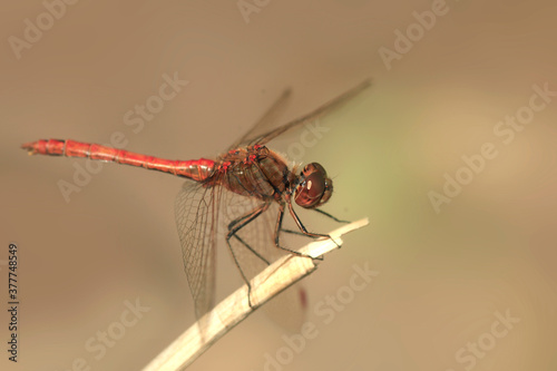 Red dragonfly sitting on branch © olena