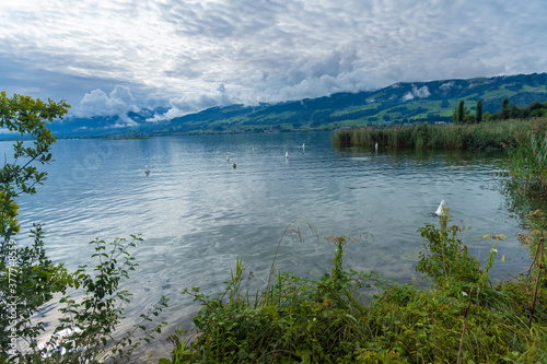 Fototapeta Naklejka Na Ścianę i Meble -  beautiful landscapes alomg the shores of the Upper Zurich Lake (Obersee), near Hurden, Seedam, Schwyz, Switzerland