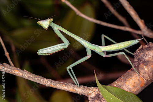 Brazilian Mantid of the genus oxyopsis photo