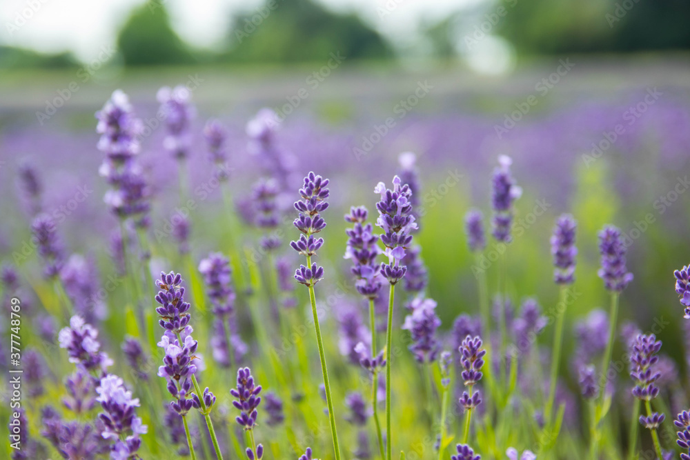 Lavender bushes closeup on sunset.. Field of Lavender, officinalis. Lavender flower field, image for natural background.Very nice view of the lavender fields. Lavender bushes closeup on sunset.. Field of Lavender, officinalis. Lavender flower field, image for natural background.Very nice view of the lavender fields.