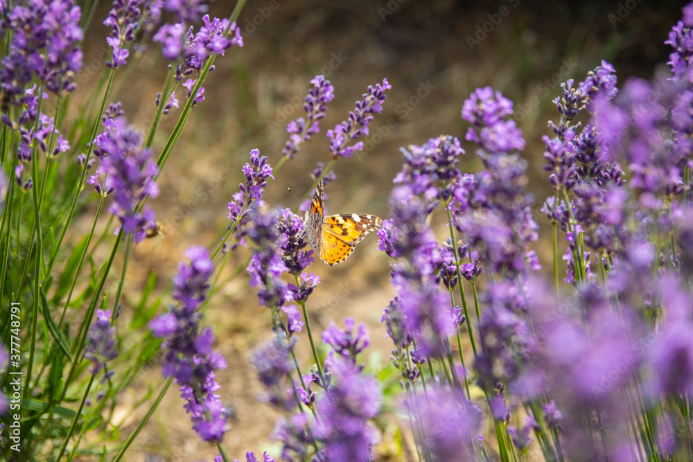 Obraz premium Lavender bushes closeup on sunset.. Field of Lavender, officinalis. Lavender flower field, image for natural background.Very nice view of the lavender fields.