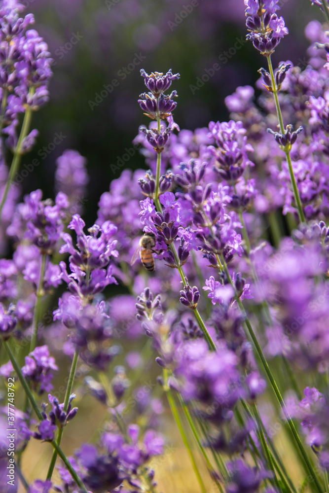 Lavender bushes closeup on sunset.. Field of Lavender, officinalis. Lavender flower field, image for natural background.Very nice view of the lavender fields. Lavender bushes closeup on sunset.. Field of Lavender, officinalis. Lavender flower field, image for natural background.Very nice view of the lavender fields.