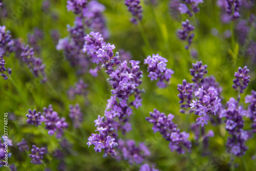 Lavender bushes closeup on sunset.. Field of Lavender, officinalis. Lavender flower field, image for natural background.Very nice view of the lavender fields.