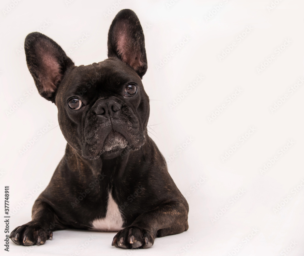 buldog francuski buldog francuski